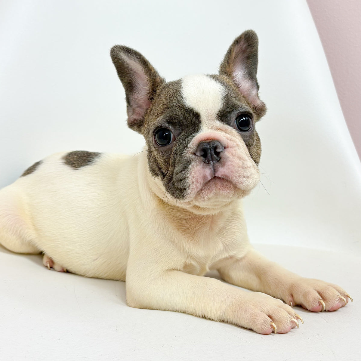 Lionel- Male French Bulldog