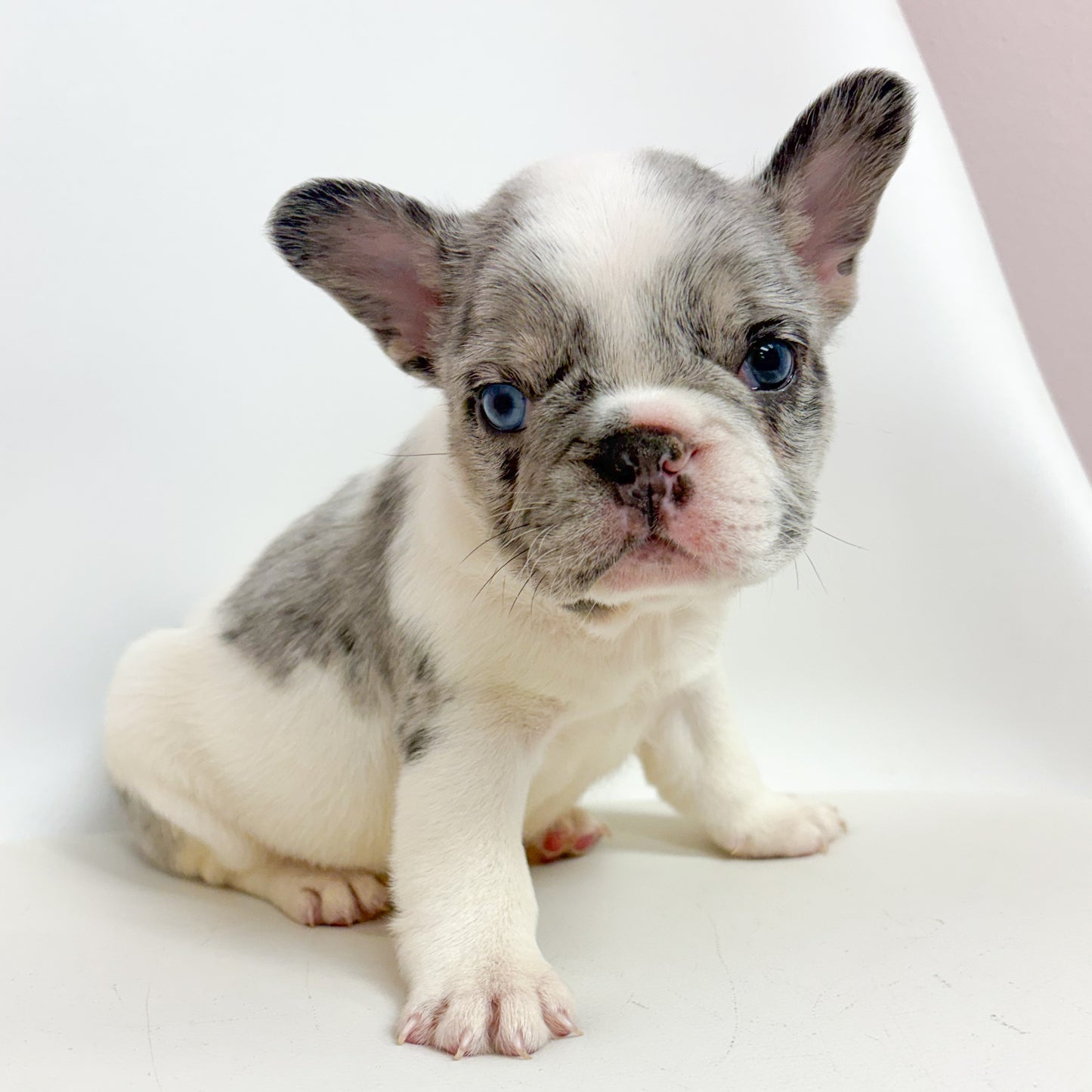 Lucky- Male French Bulldog