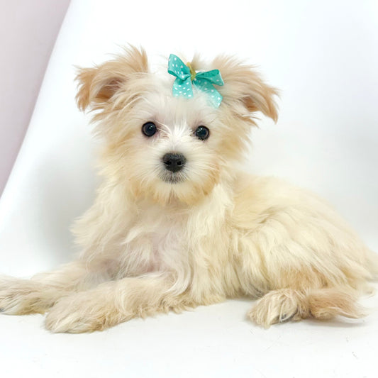 Margot-Female Morkie