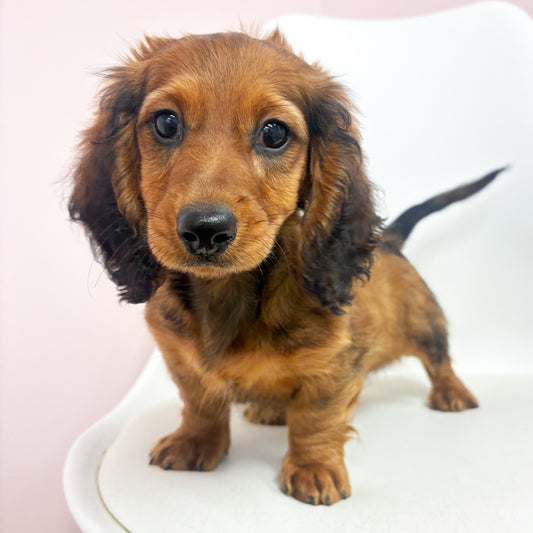 Meyer-Male Mini Dachshund