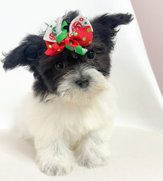 Sugar-Female Coton de Tulear