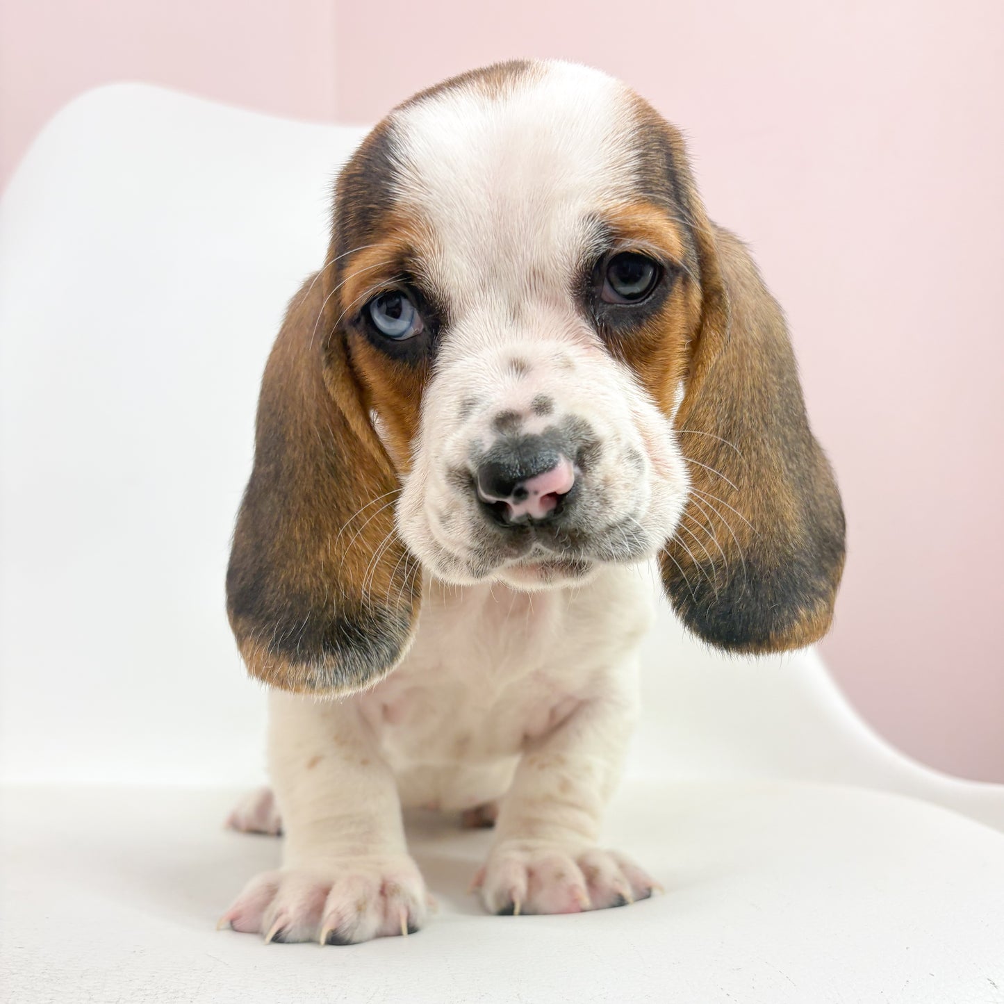 Delilah-Female Basset Hound