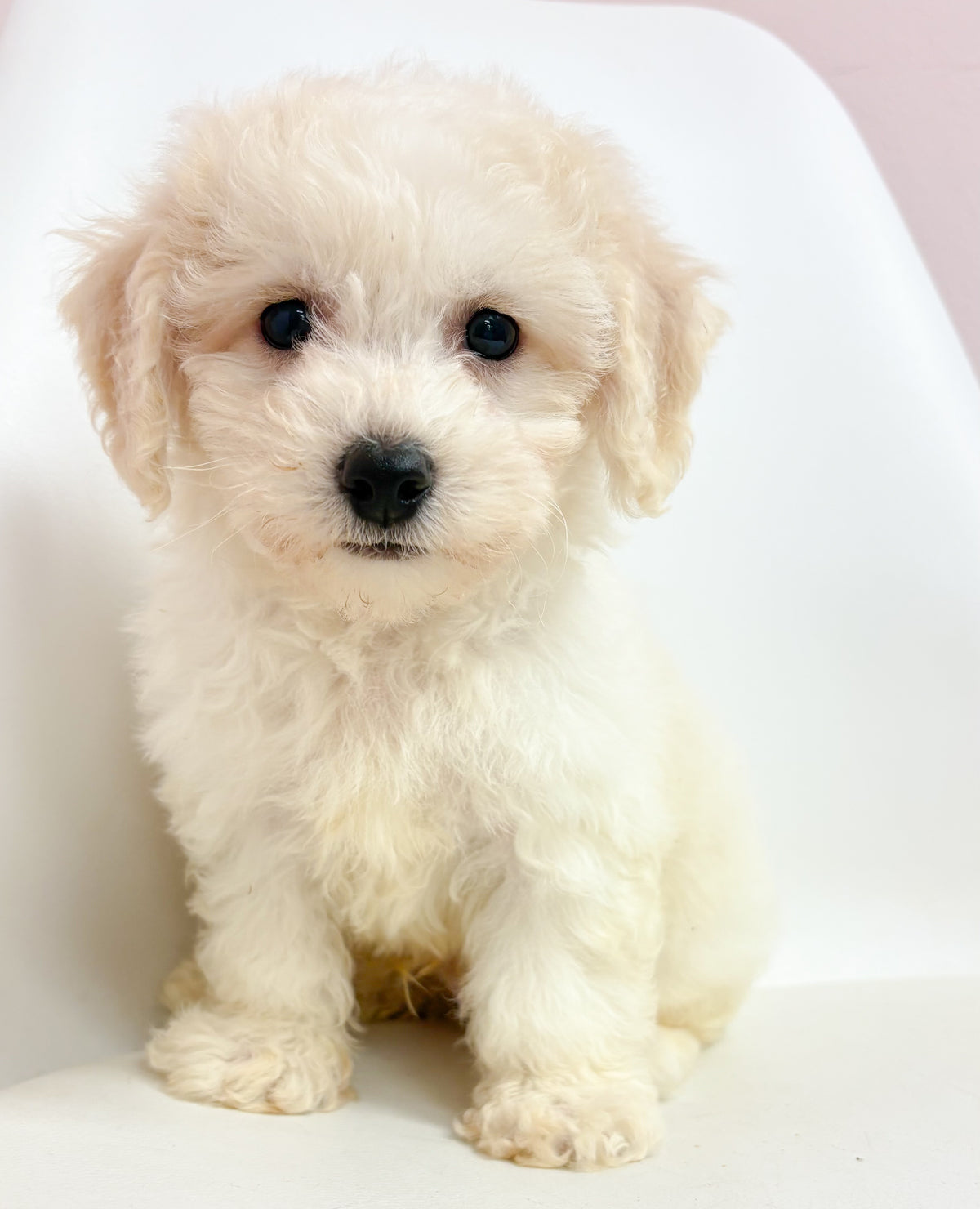 Tucker- Male Bichon Frise