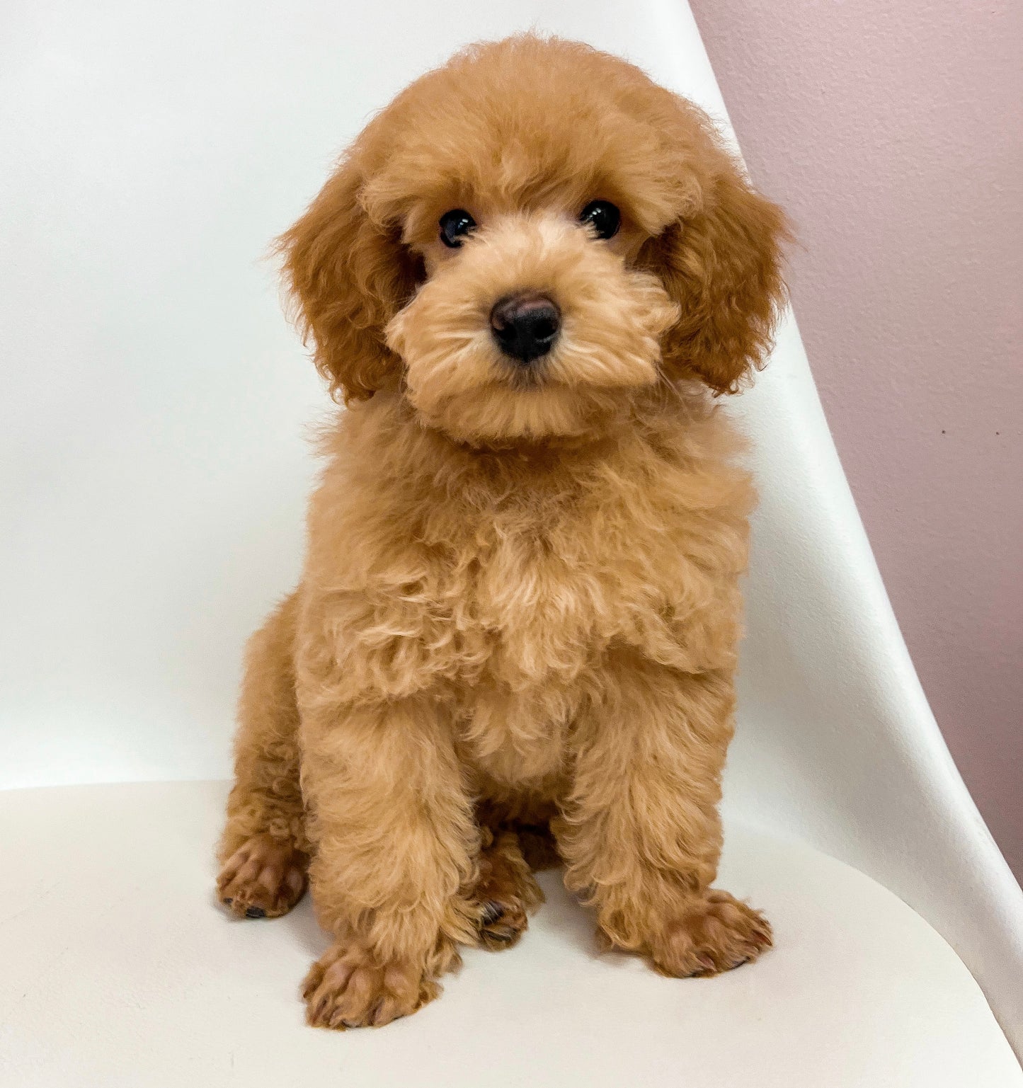 Ranger- Male Toy Poodle