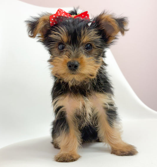 Callie- Female Yorkie
