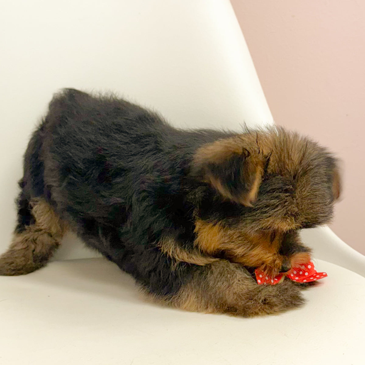 Lottie- Female Yorkie