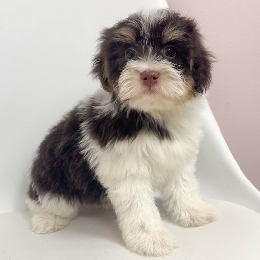 Charlie- Male Havanese