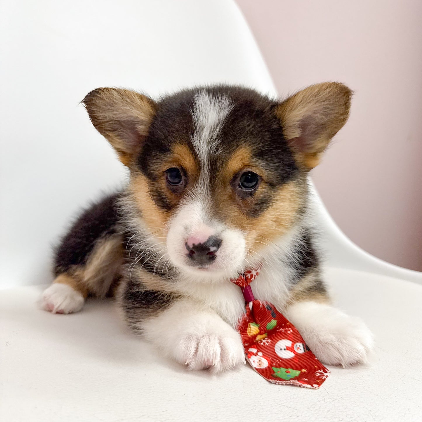 Smokey- Male Pembroke Welsh Corgi