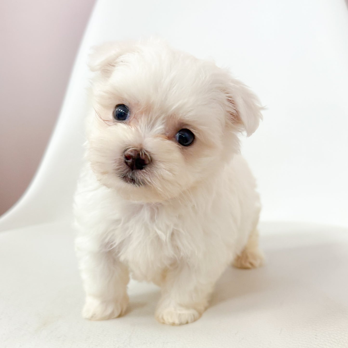 Teddy- Male Maltese