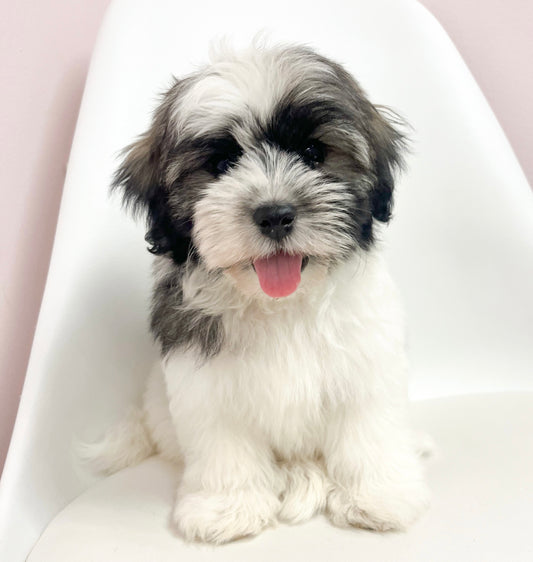 Henry- Male Havanese