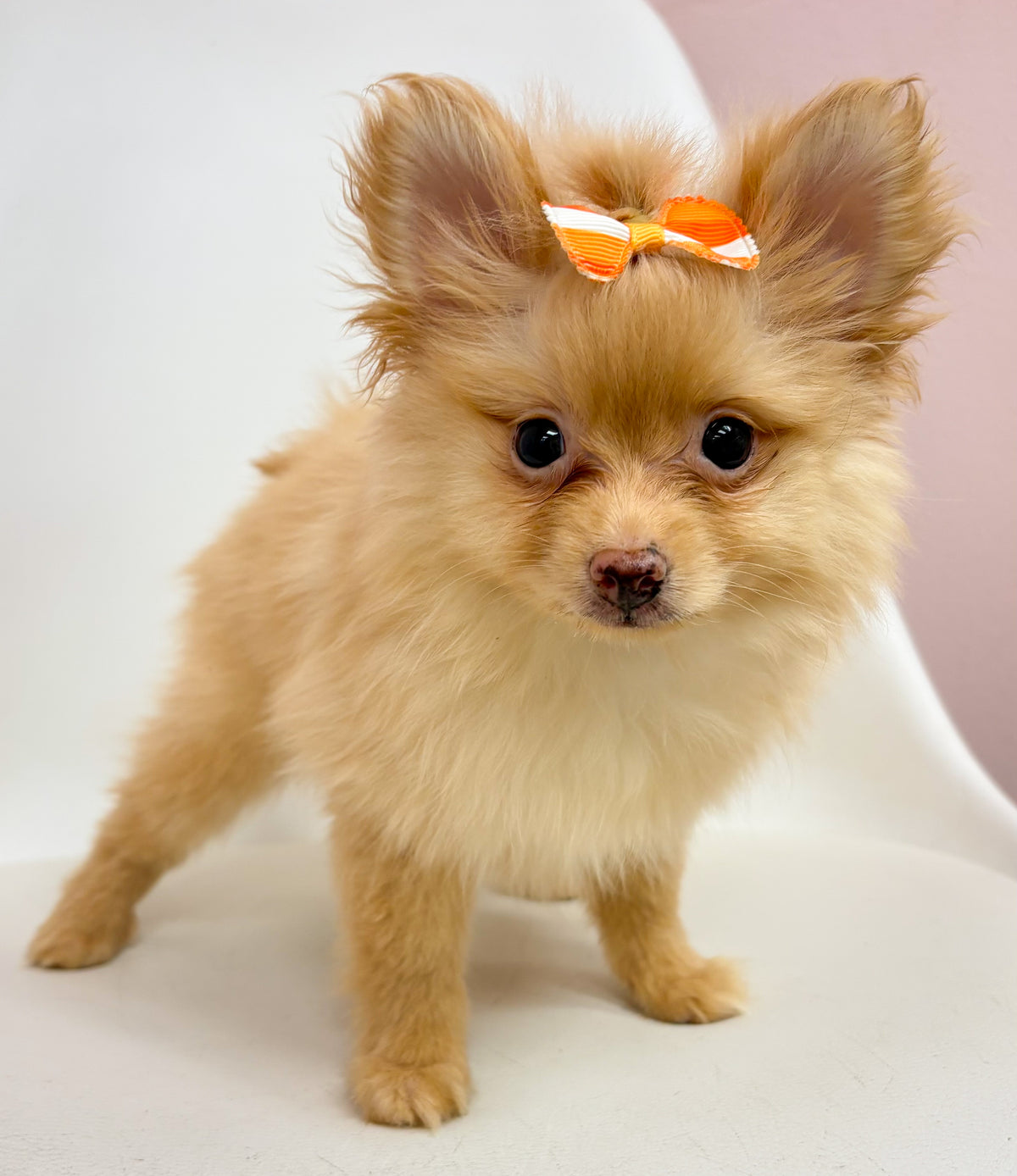 Poppy- Female Pomeranian