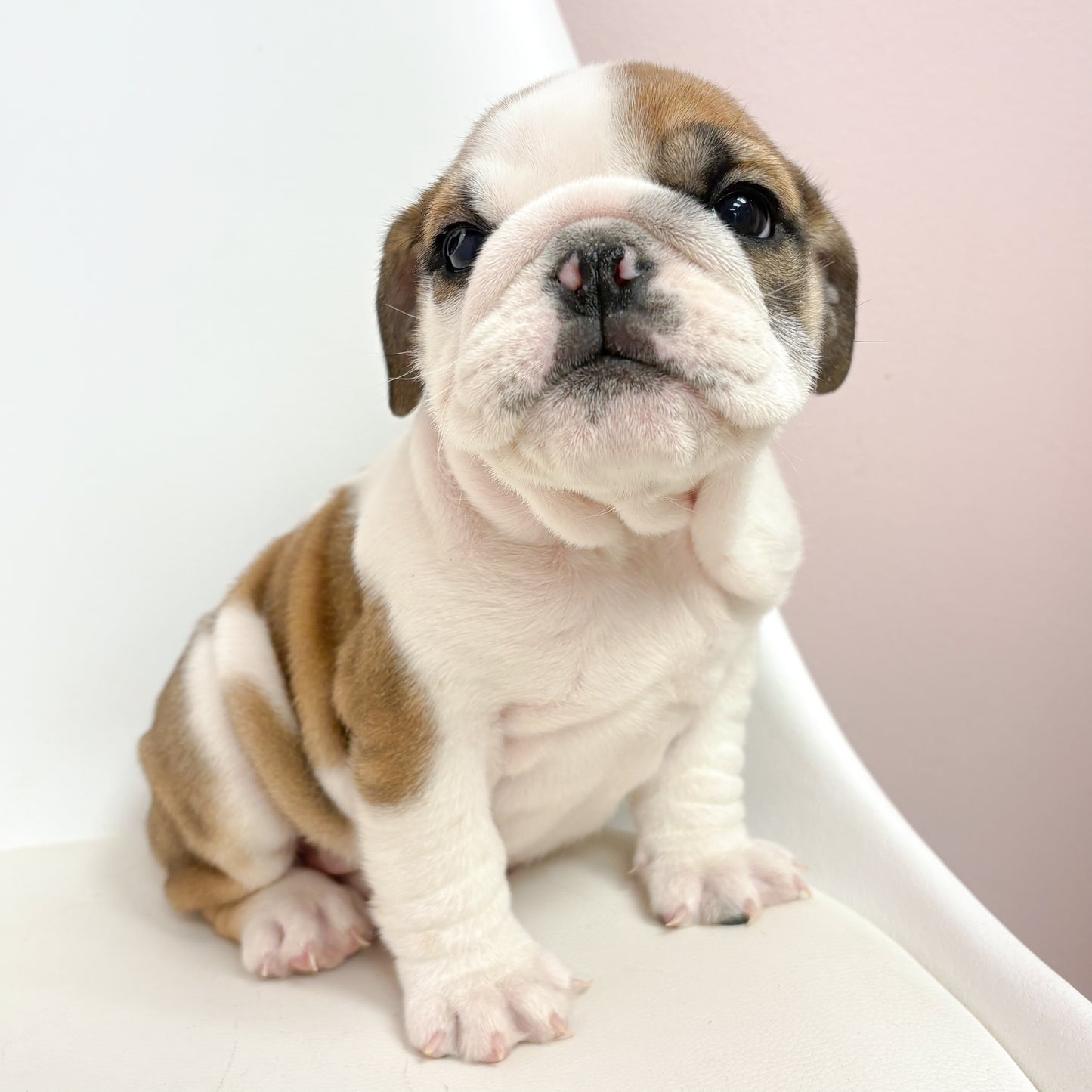 Delilah- Female English Bulldog