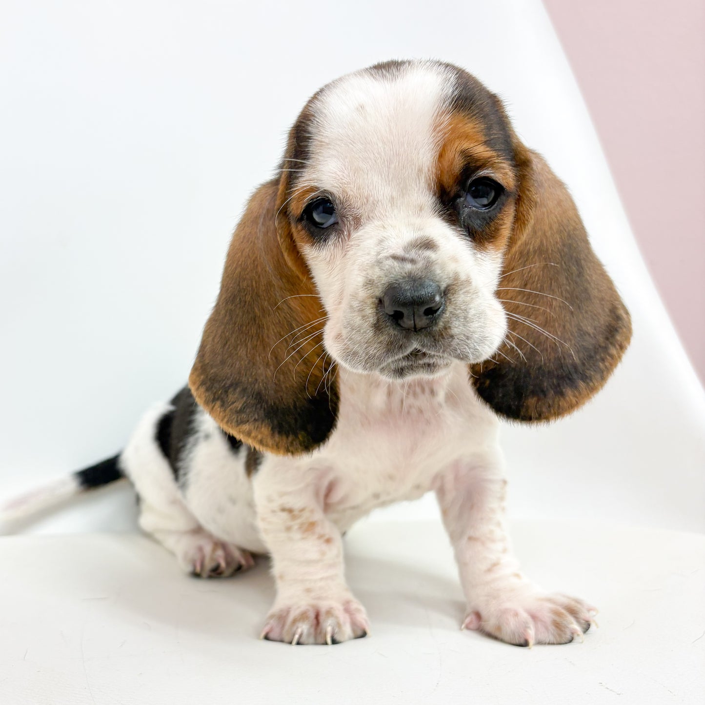 Betsy-Female Basset Hound