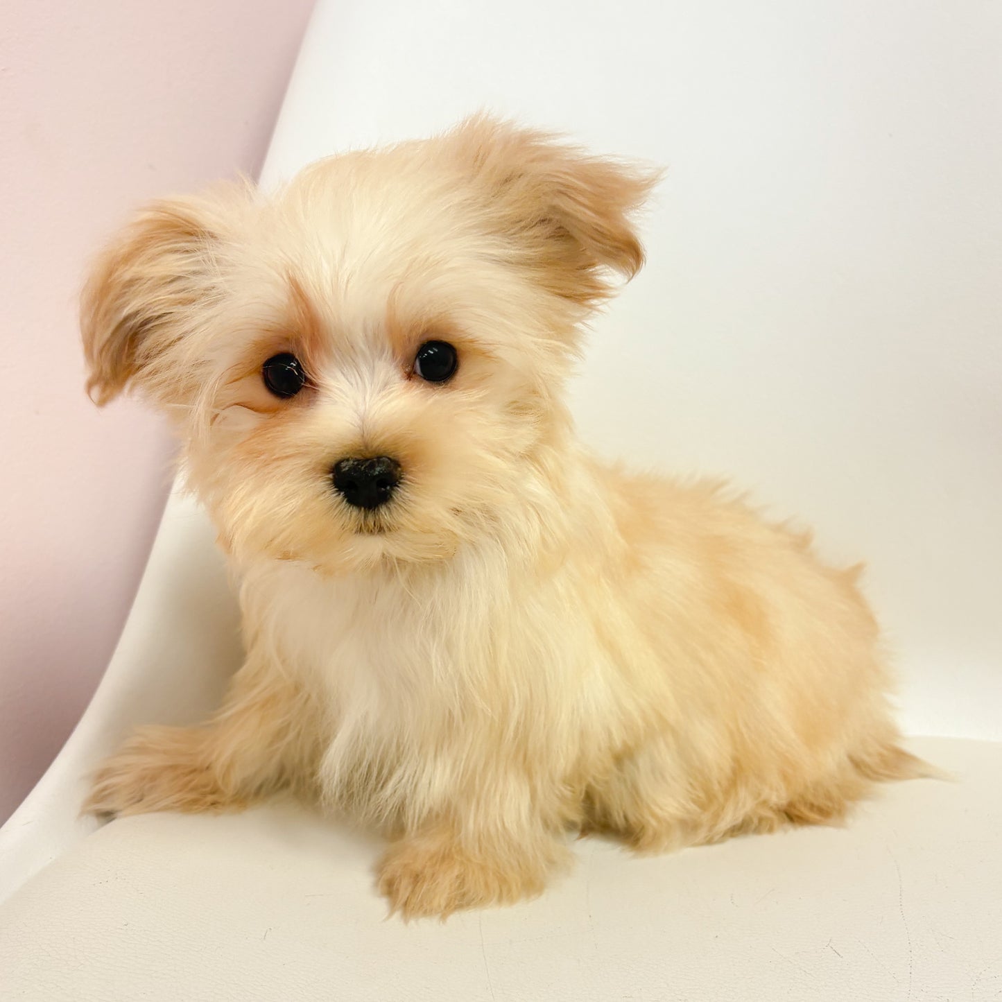 Ralphie - Male Morkie