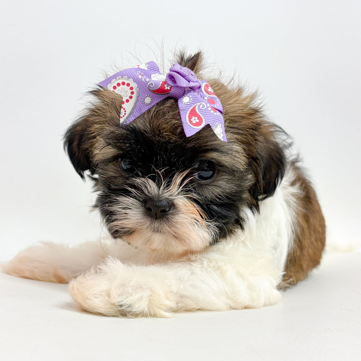 Pippa- Female Shih Tzu