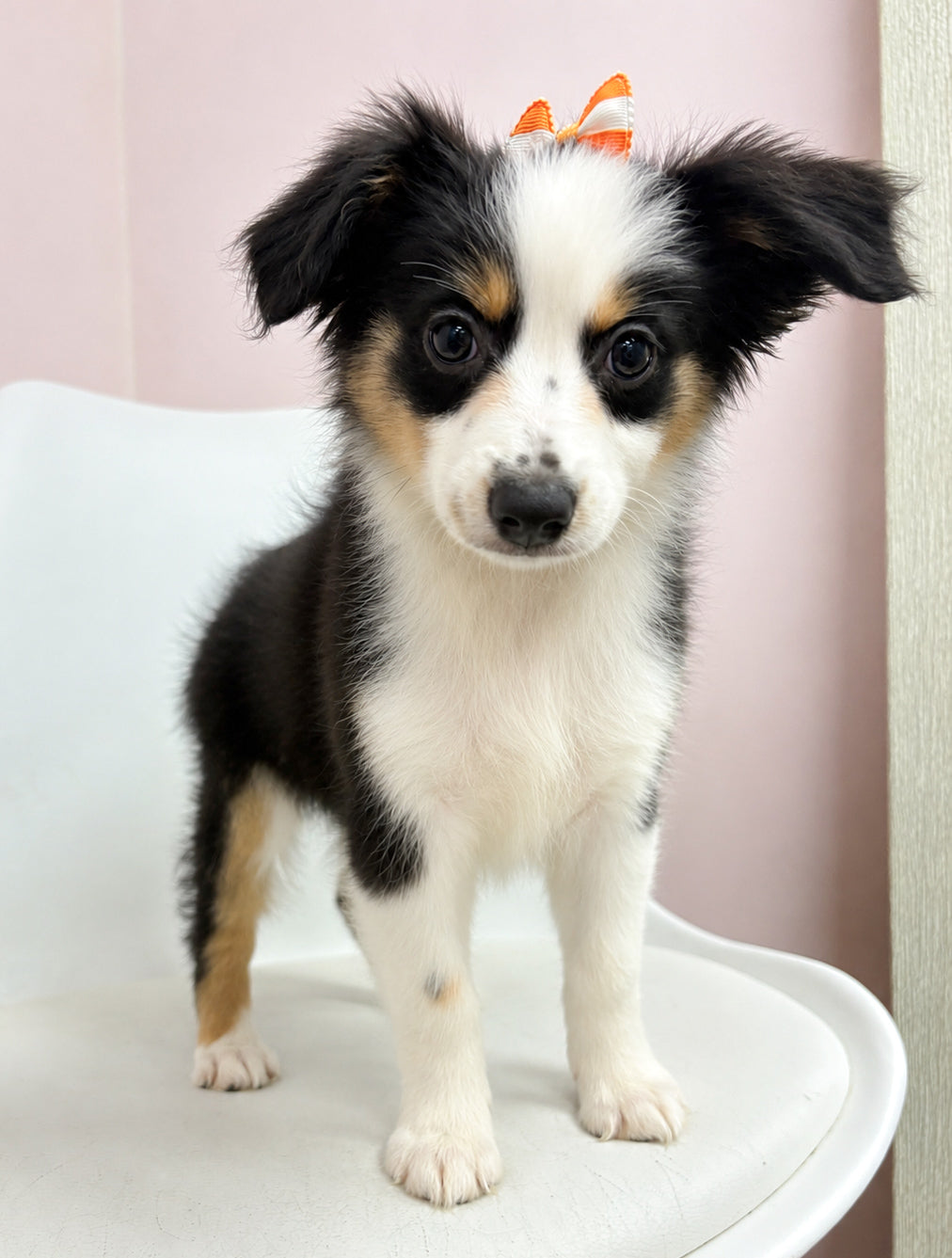Lexi- Female Mini Australian Shepherd