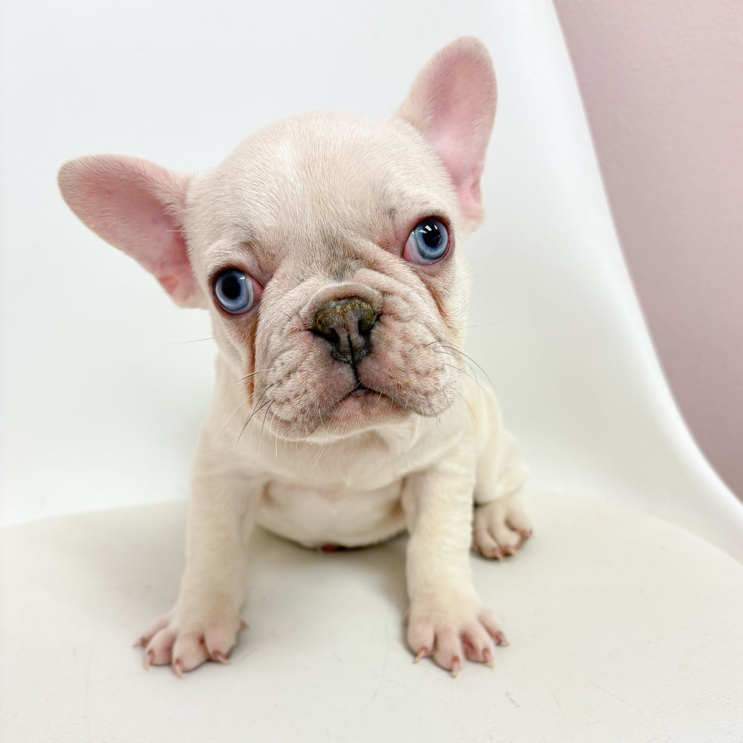 Dora-Female French Bulldog