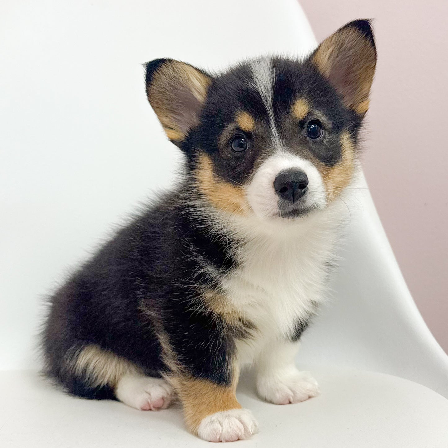 Henry- Male Corgi