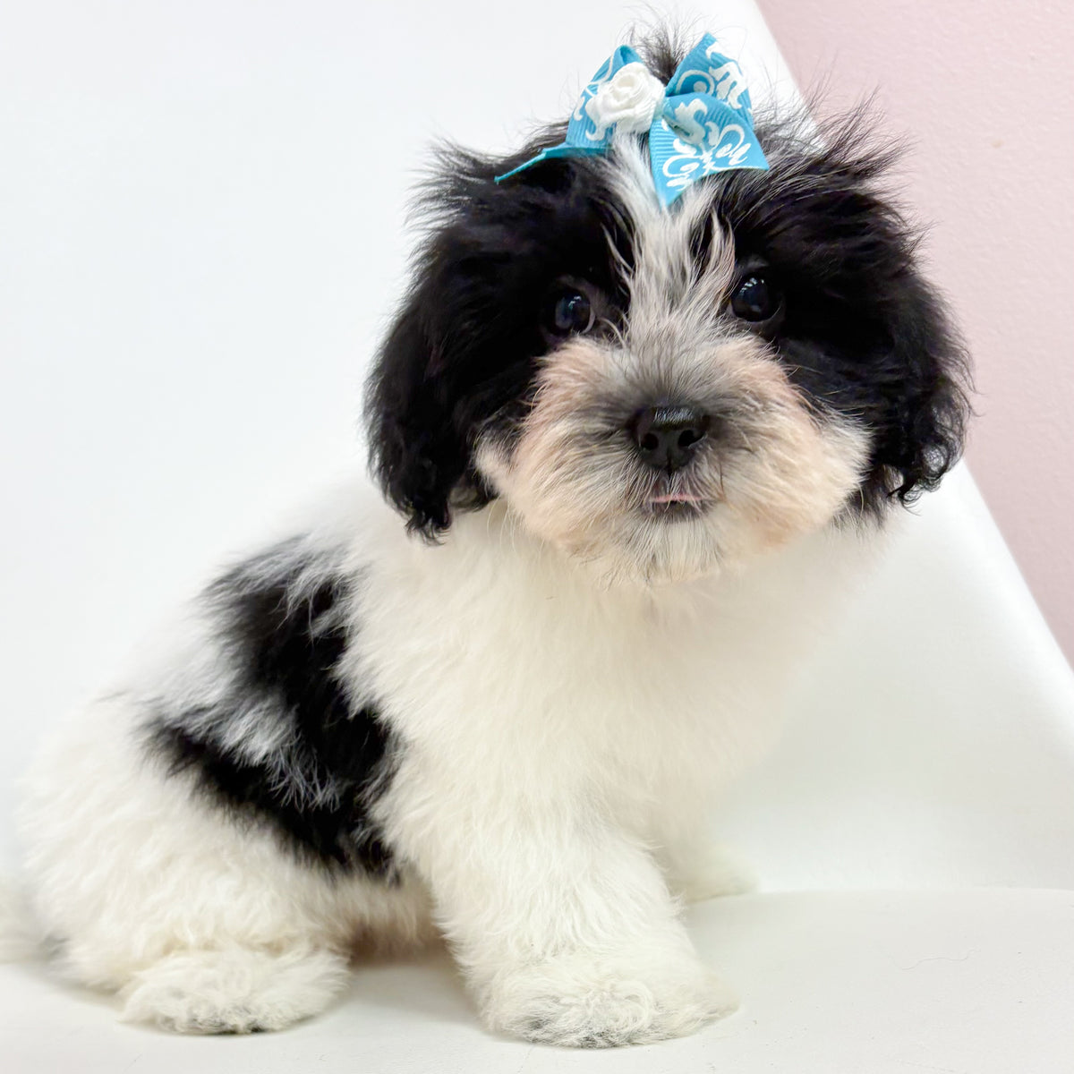 Millie- Female Teddy Bear