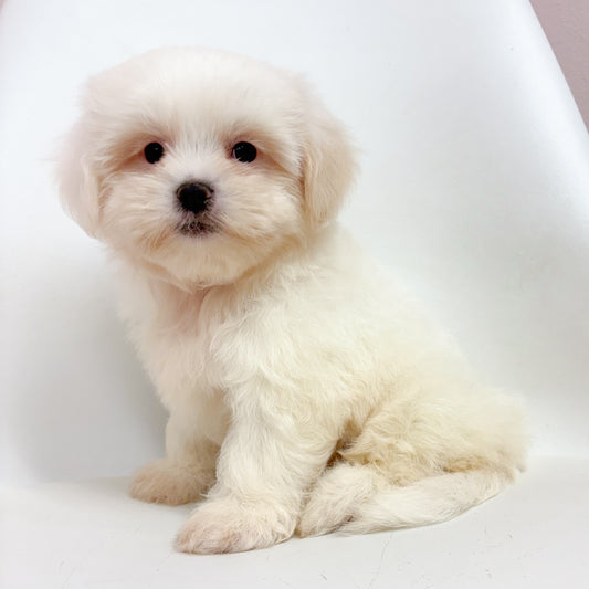 Angelo- Male Teddy Bear