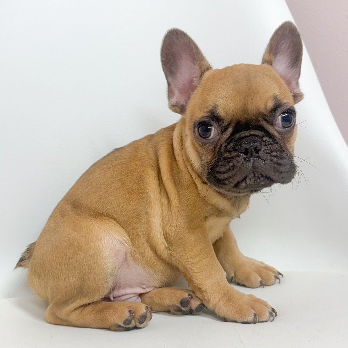 Felix- Male French Bulldog