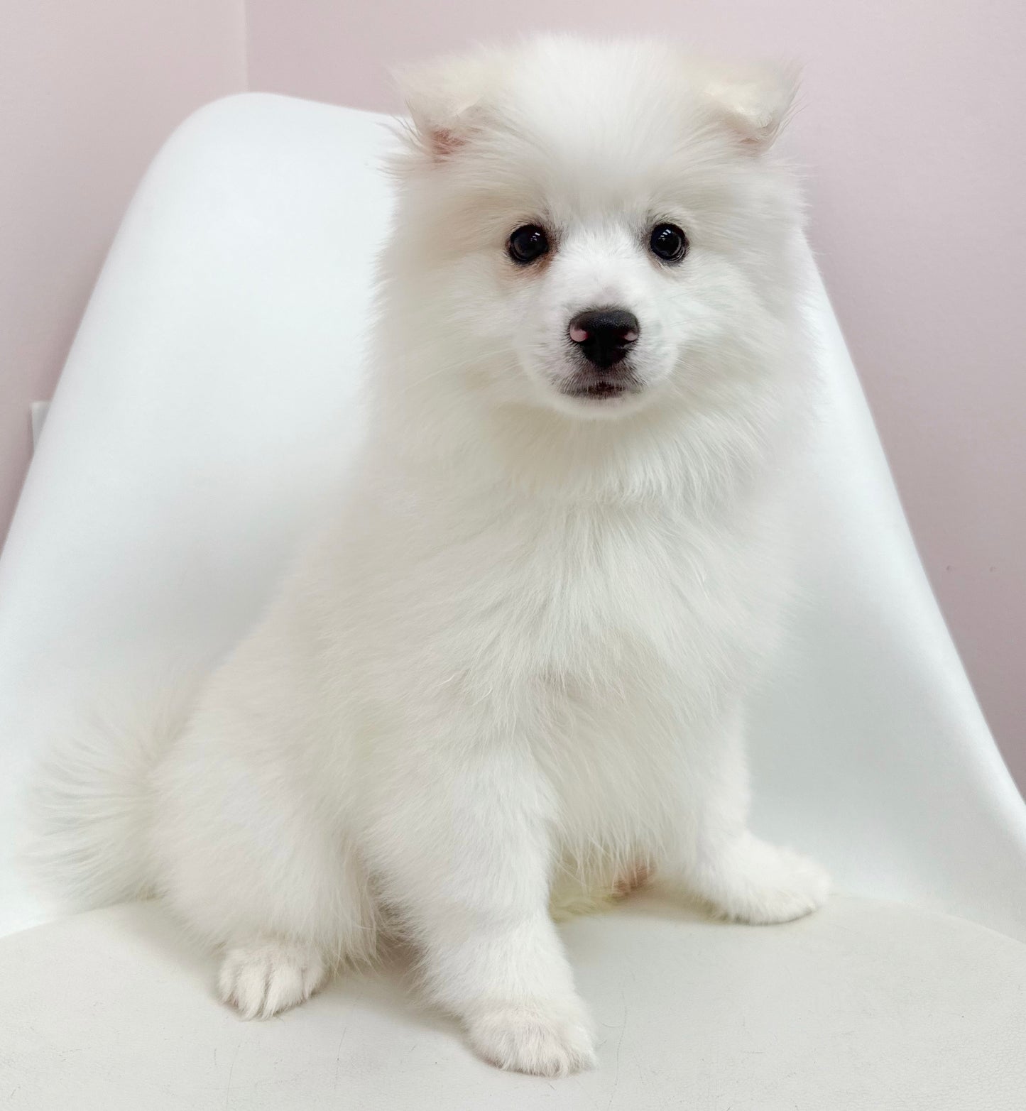 Marshmallow- Male American Eskimo