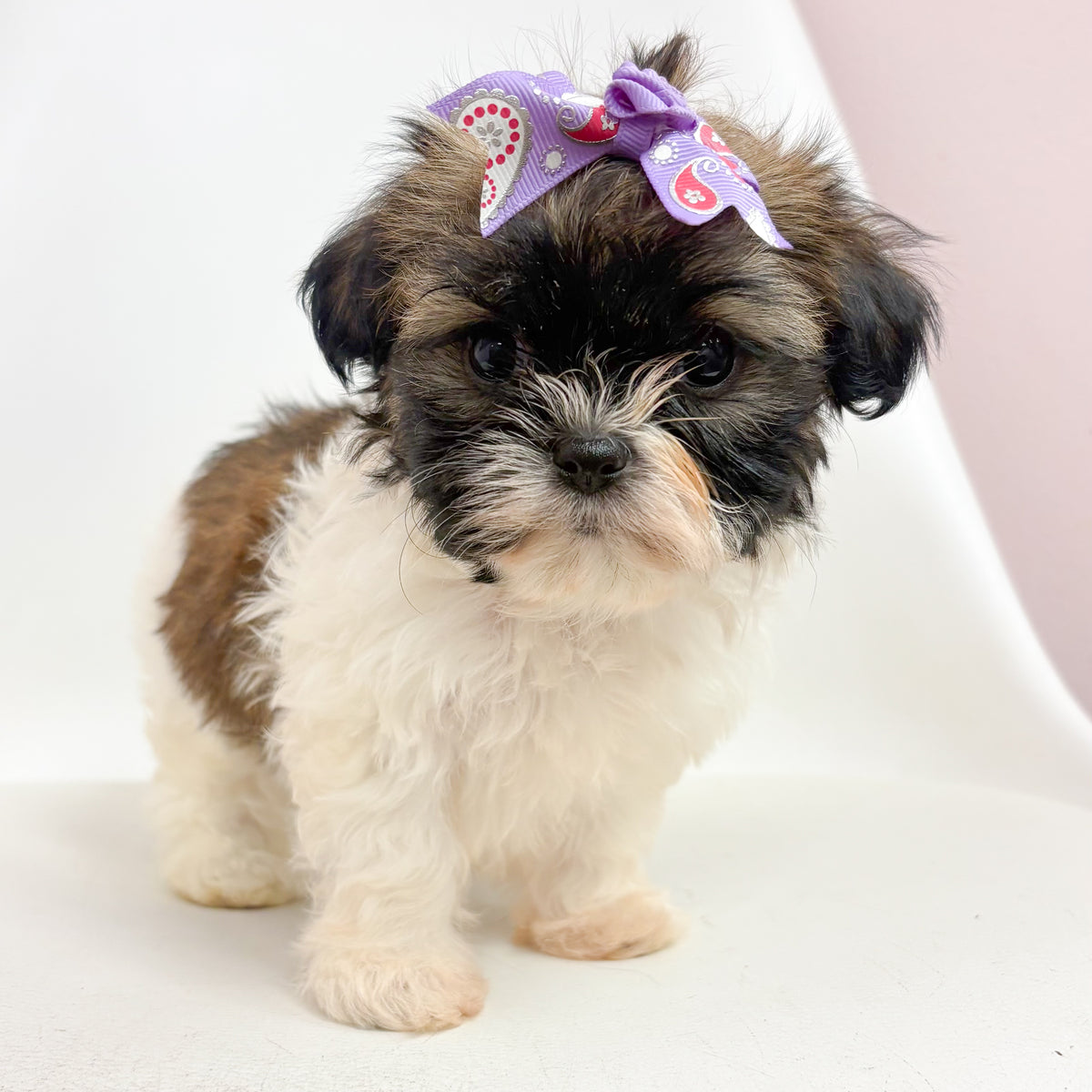 Pippa- Female Shih Tzu