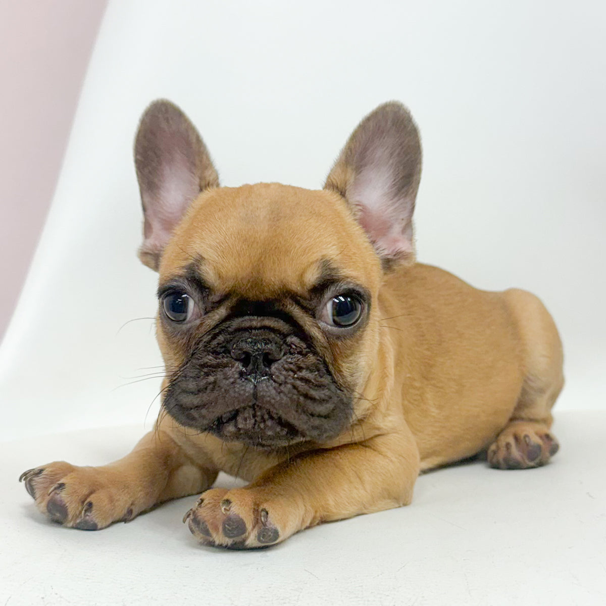 Felix- Male French Bulldog