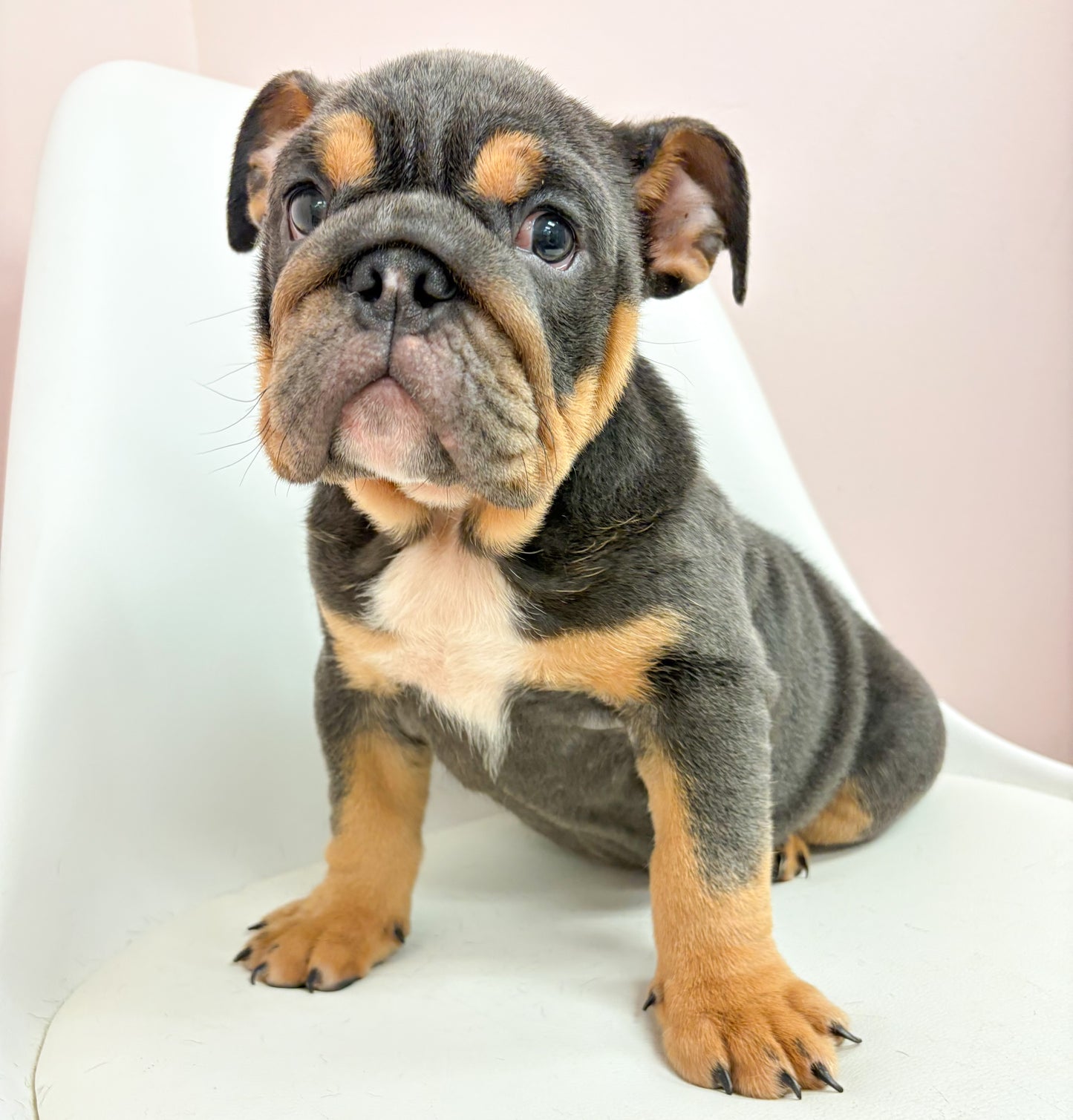 Flora-Female English Bulldog