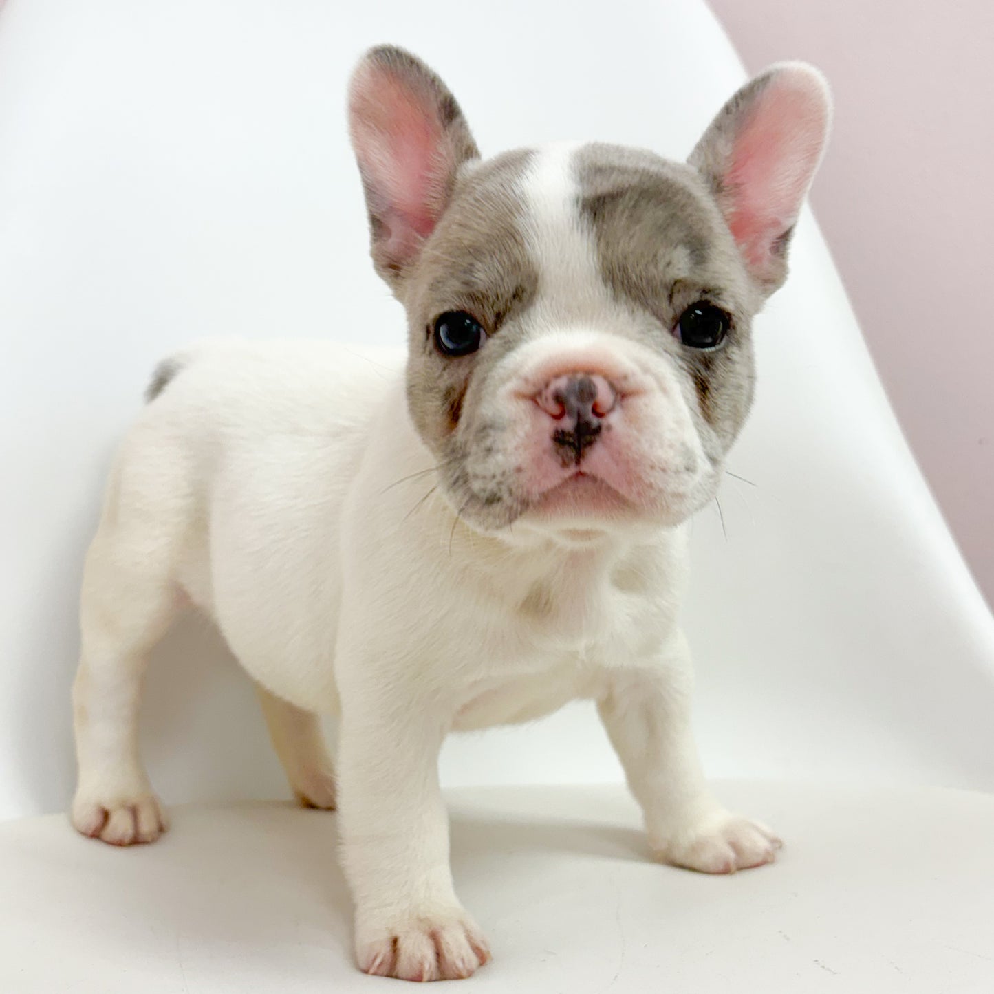 Athena- Female French Bulldog