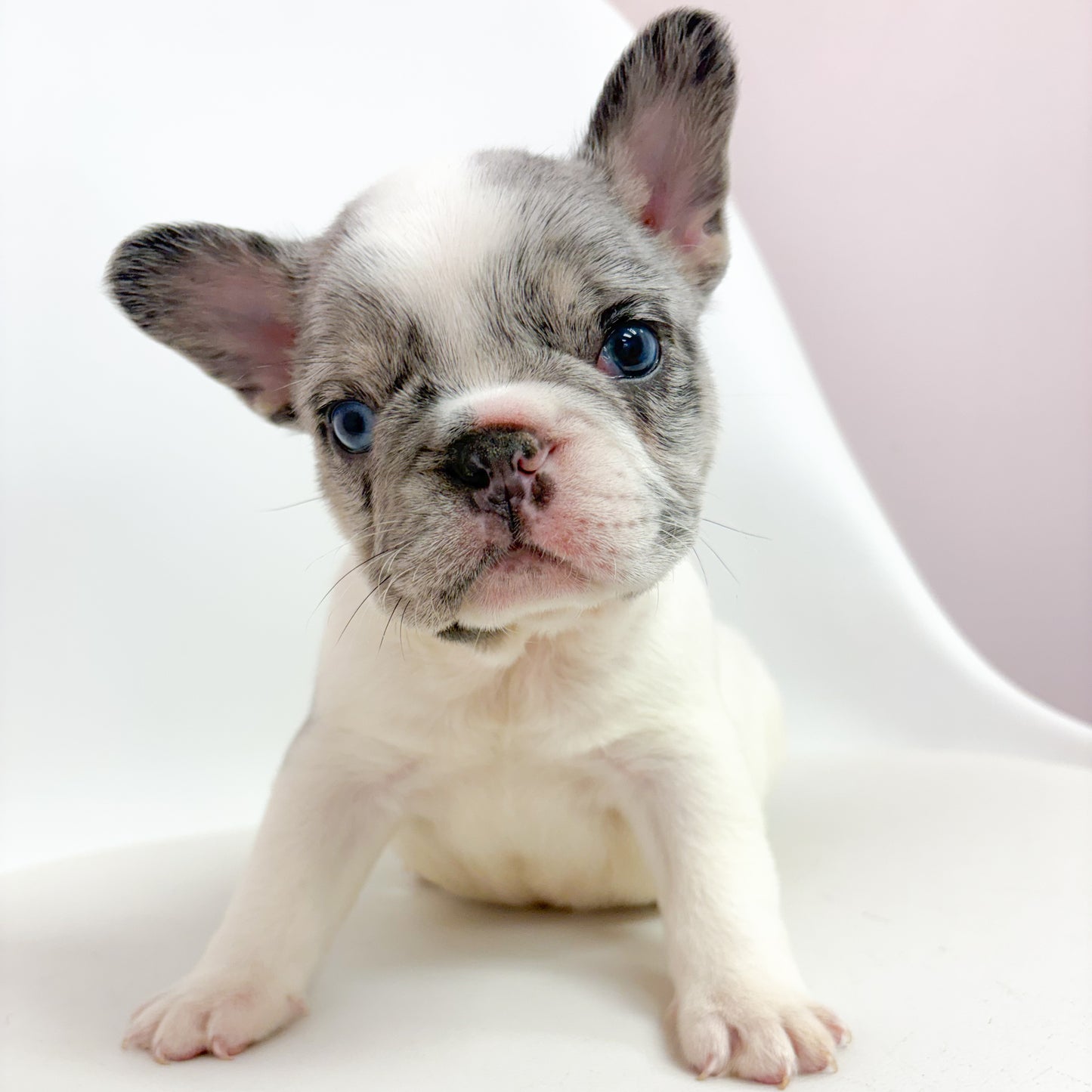 Lucky- Male French Bulldog