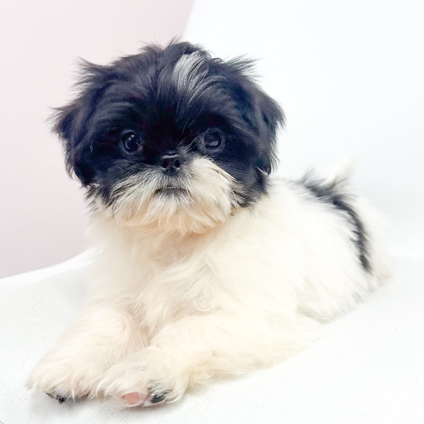 Simon-Male Shih Tzu