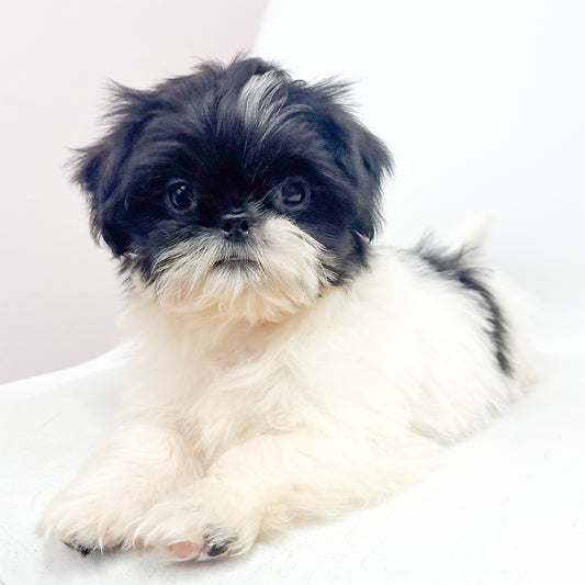 Simon-Male Shih Tzu