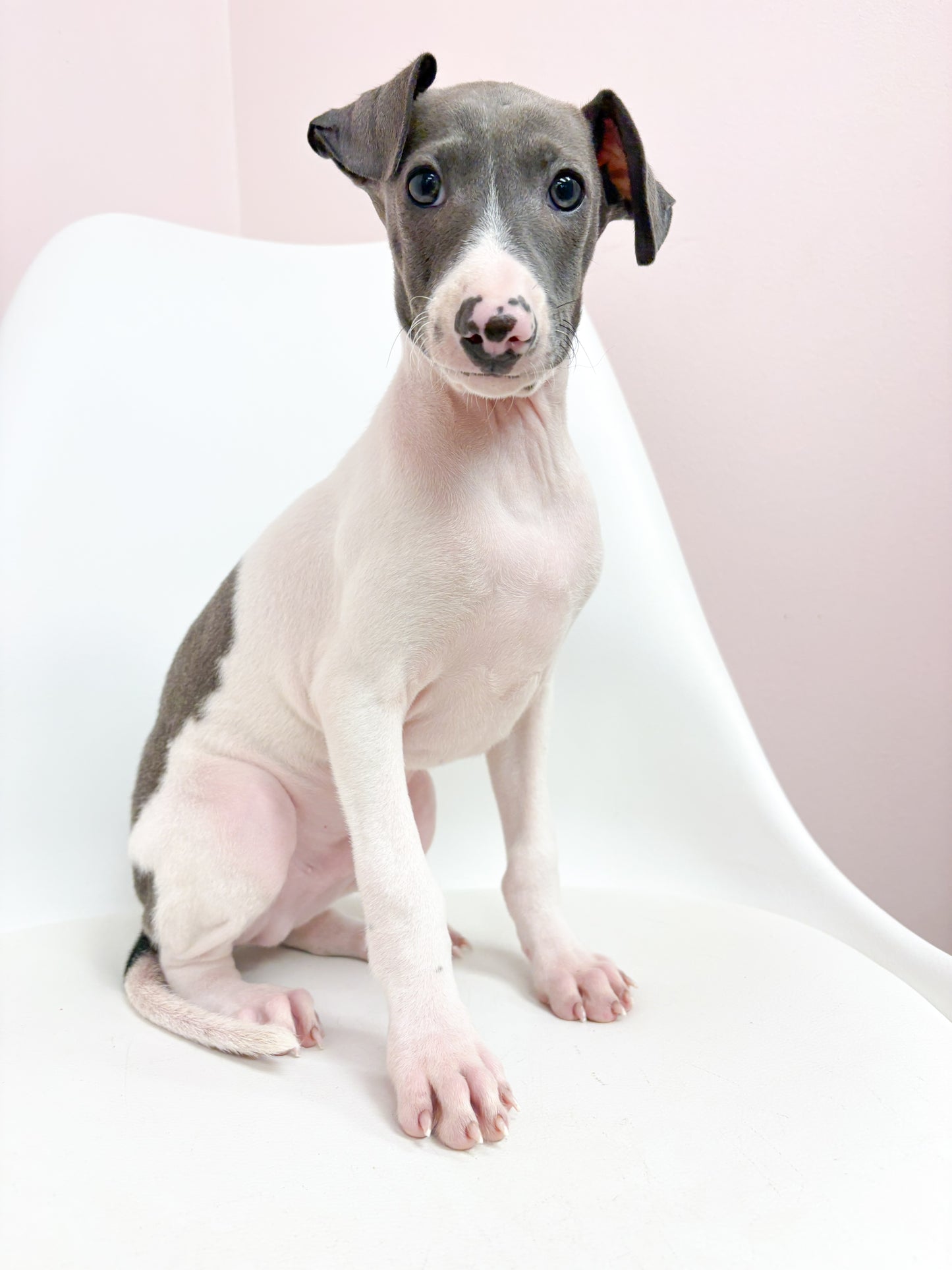 Nico- Male Italian Greyhound