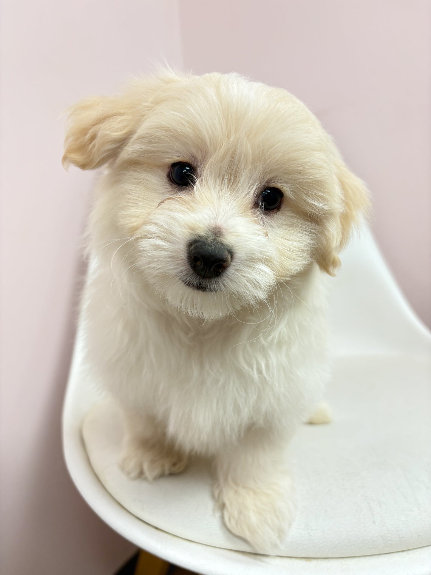 Carter- Male Pomachon