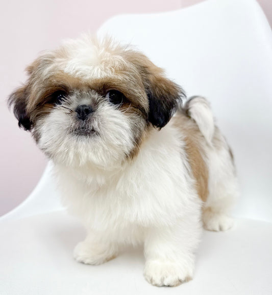 Petey - Male Shih Tzu