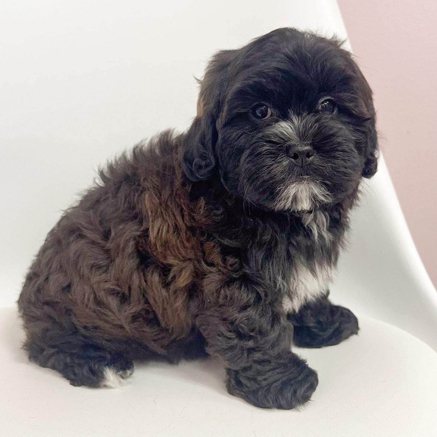 Bernard- Male Shipoo