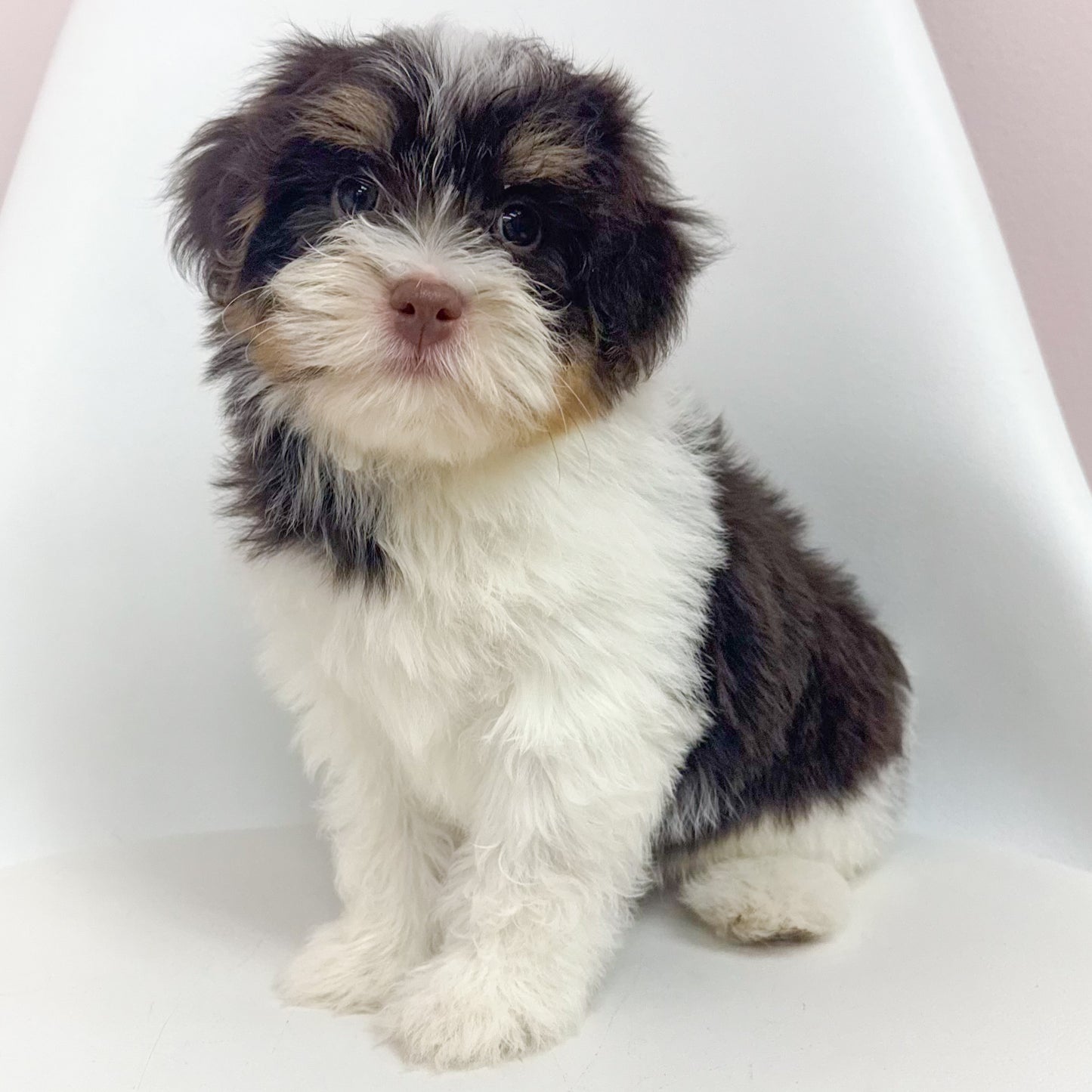 Charlie- Male Havanese