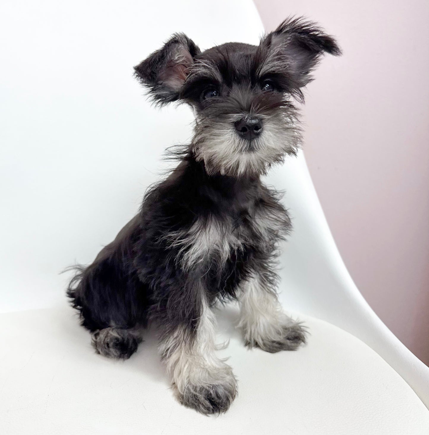 Piper- Female Mini Schnauzer