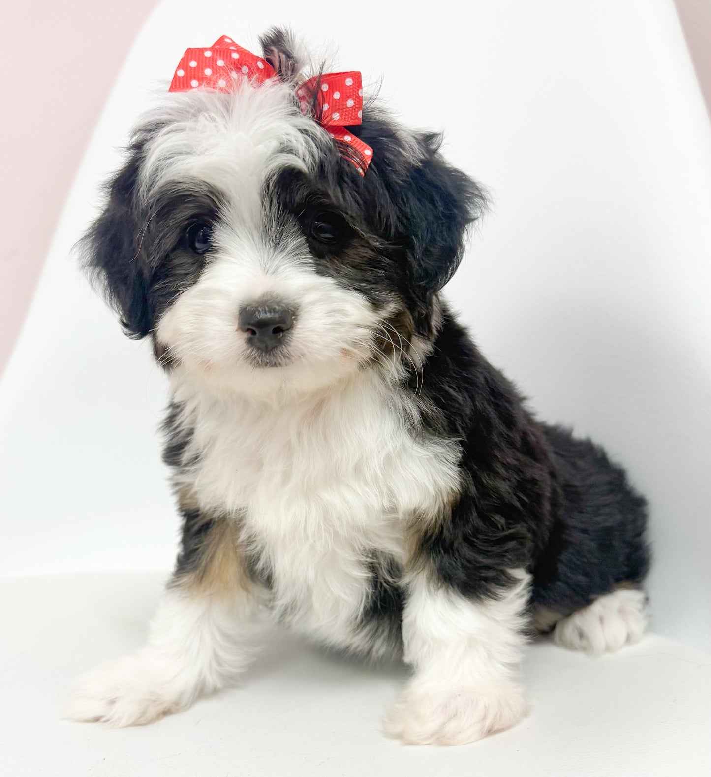 Annabelle- Female Aussiechon