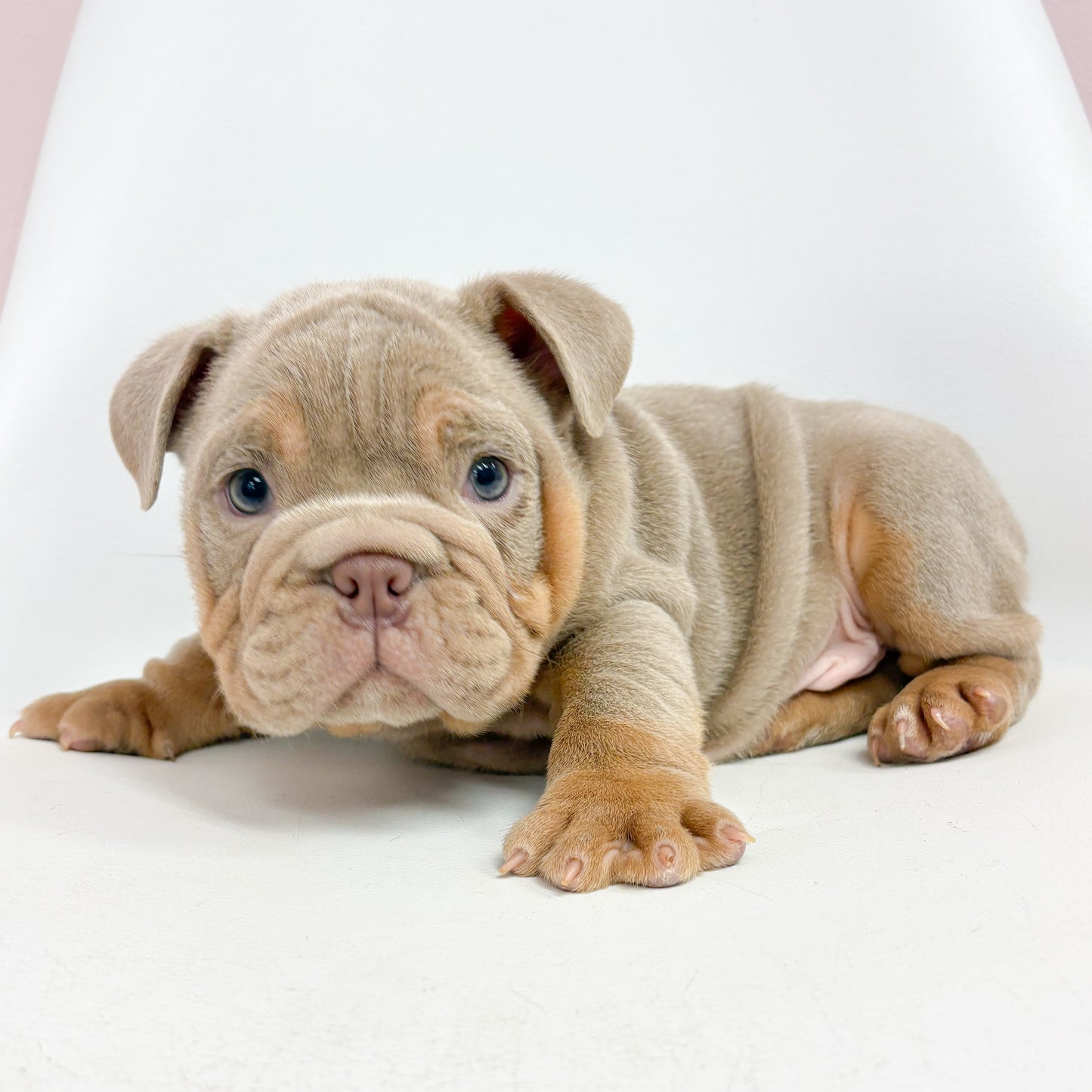 Trip- Male English Bulldog