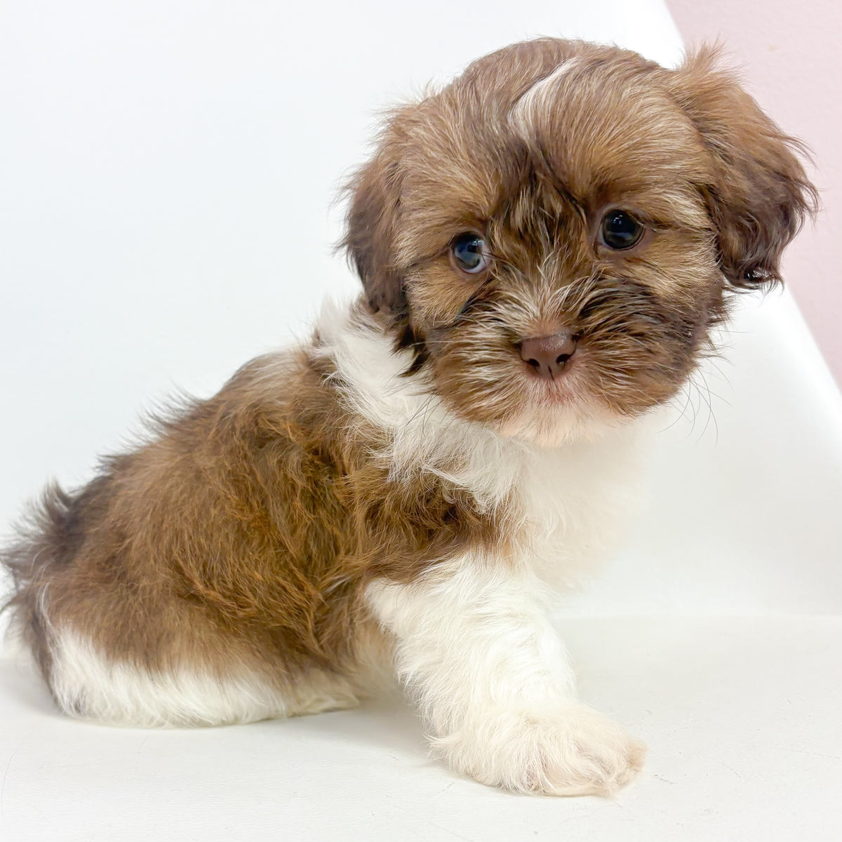 Teddy- Male Shih Tzu