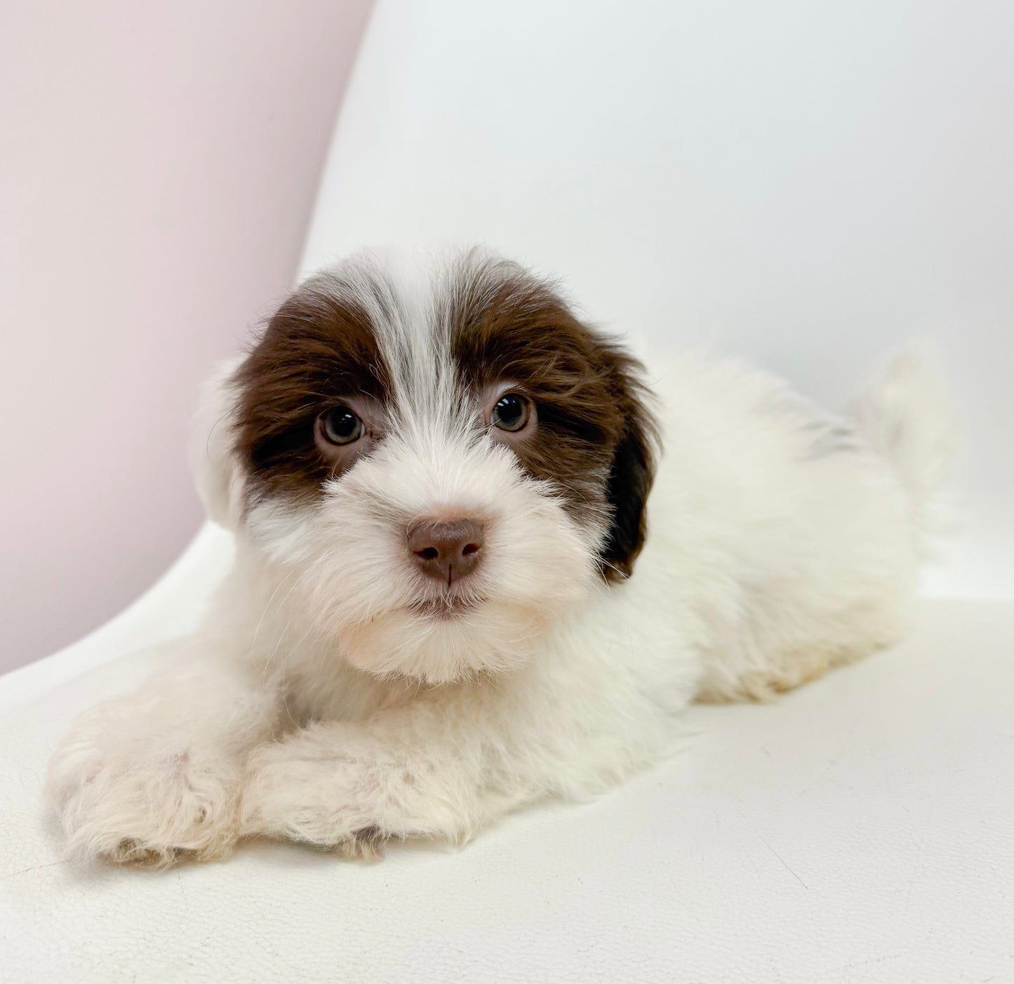 Hugo- Male Havanese