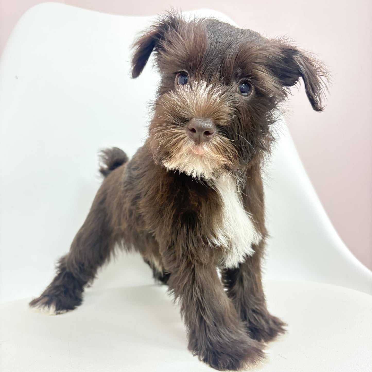 Freddy-Male Mini Schnauzer