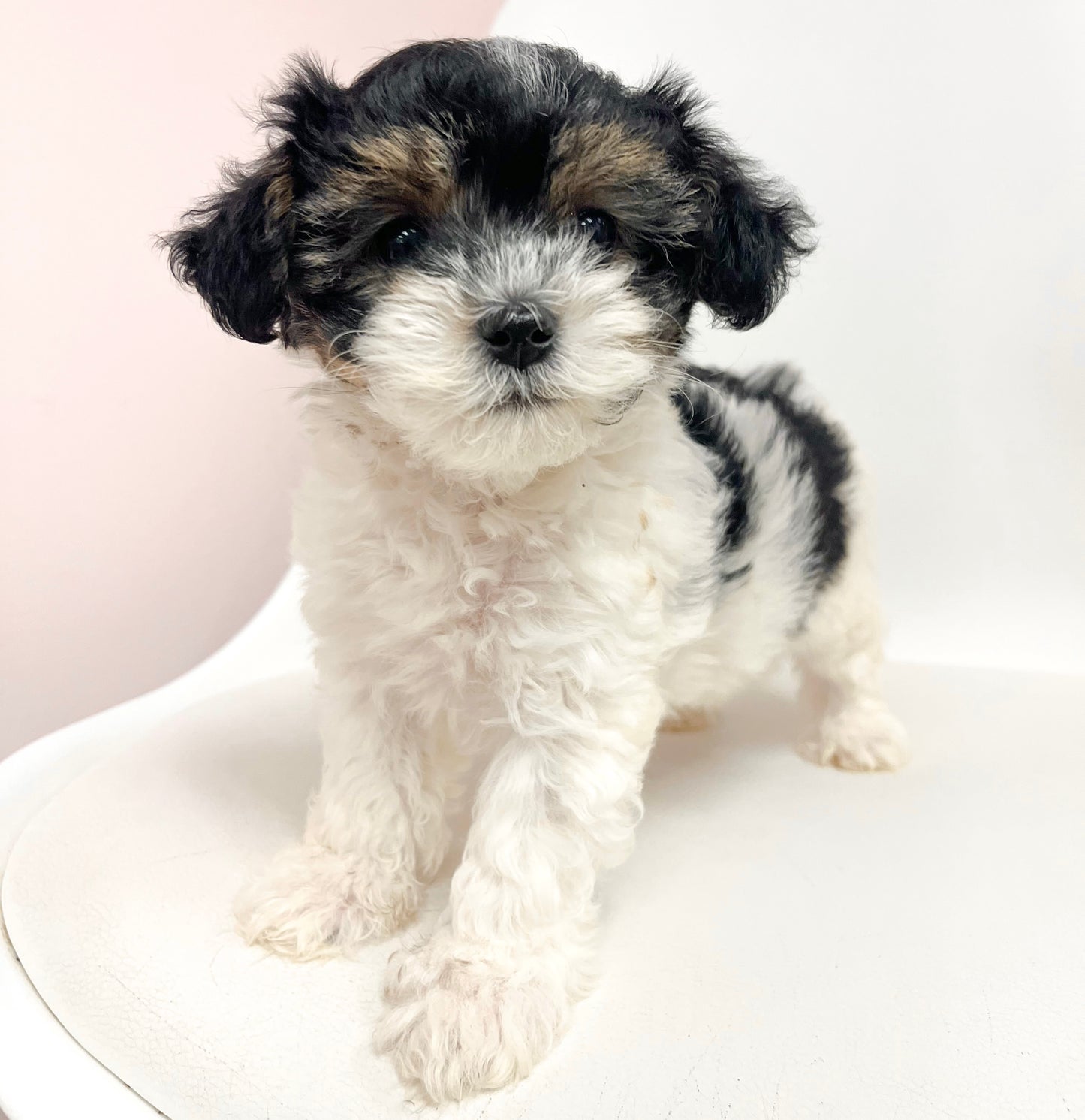 Conor- Male Yorkipoo