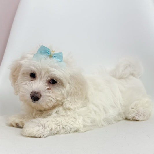 Clara- Female Maltipoo
