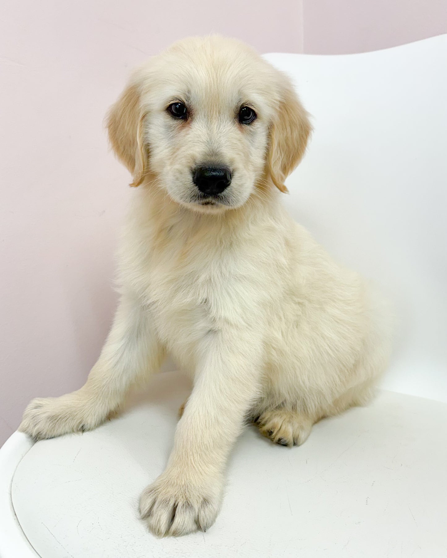 Beau-Male Golden Retriever