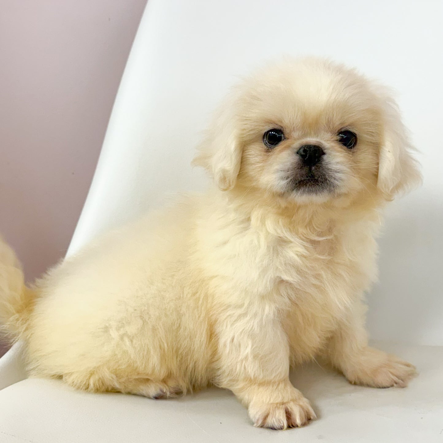 Archie- Male Pekingese