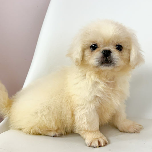 Archie- Male Pekingese