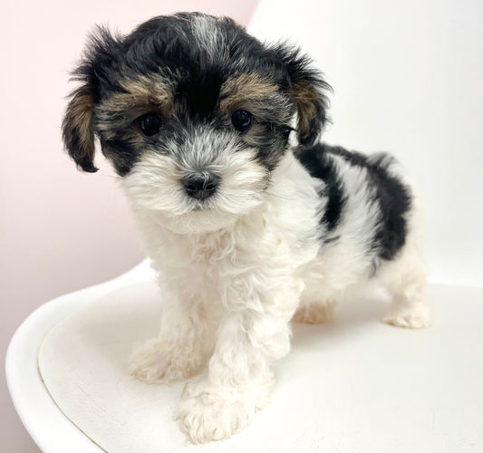 Conor- Male Yorkipoo